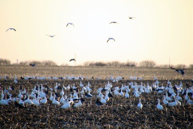 Funk Snow Geese